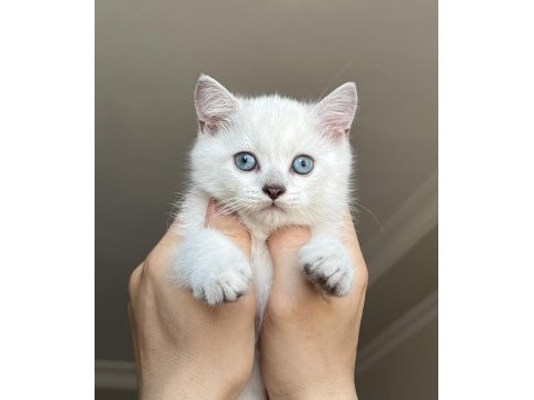 Erkek ve dişi scottish straight shorthair mükemmel gen!