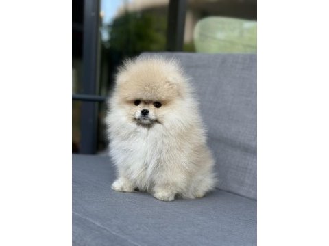 Turuncu pomeranian boo dişi