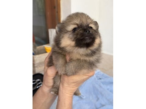 Pomeranian teddy bear mini teacup dişi