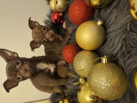 Minyatür elma kafa chihuahua bebeklerimiz