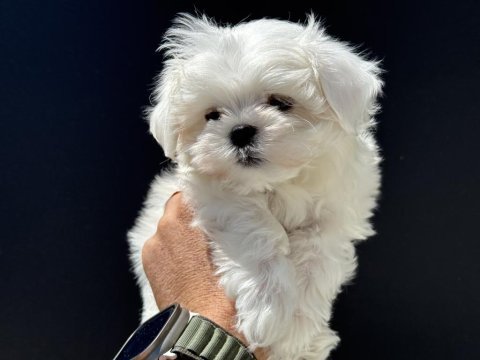 Petmode köpek çiftliğinden kore kan maltese