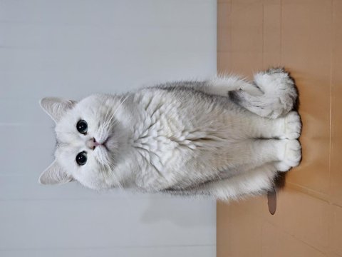 Safkan british longhair