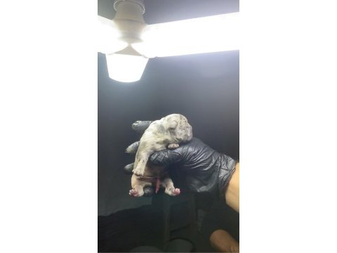 French bulldog 2 günlük