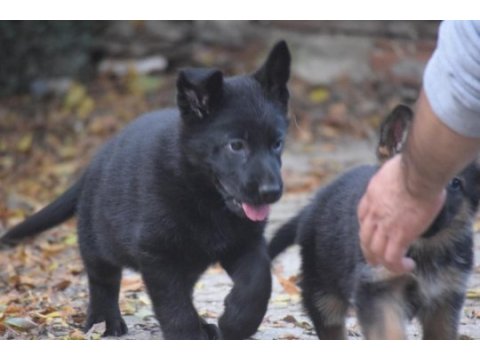Secereli show line kan hattına sahip alman çoban köpeği