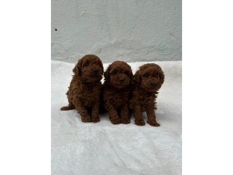 Seçkin poodle yavrular ziyarete açık 