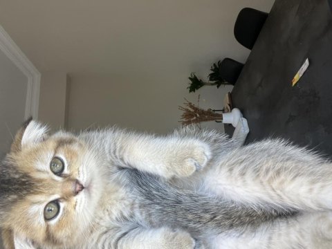 British shorthair leopar desenli yavrum