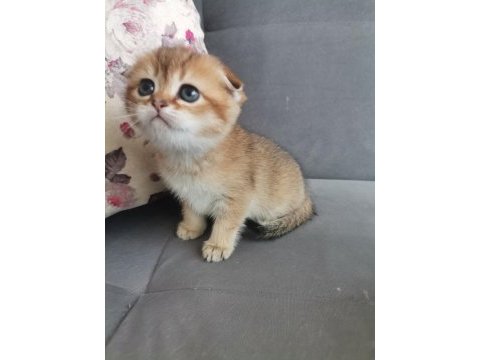Scottish fold golden dişi