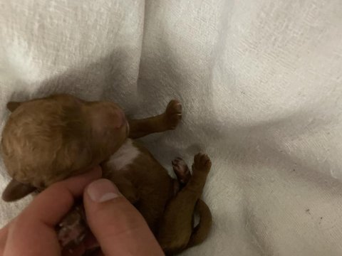 Bursadan 1 aylık toy poodle