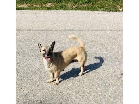 Ücretsiz sahiplendirme köpeğimiz