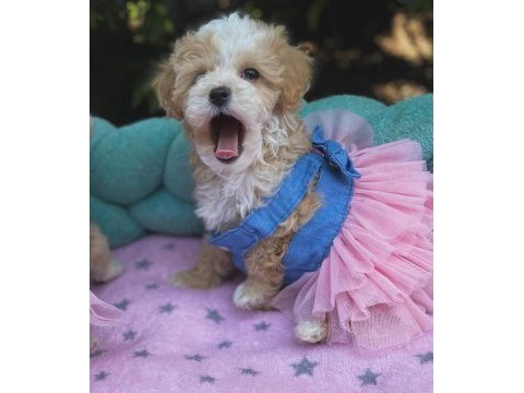 Maltipoo mini teacup yavrularımız