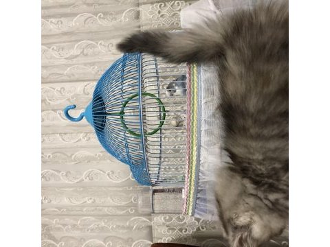 British longhair