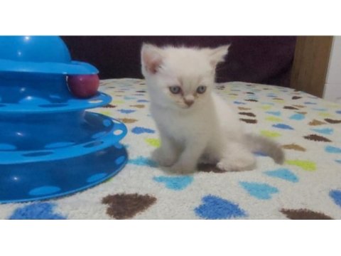 British shorthair blue point