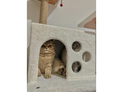 Muazza erkek british shorthair ücretli ilandır
