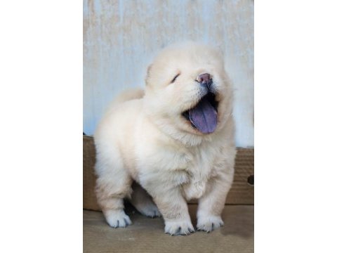 Chowchow dünyasından ırk garantili yavrularımız