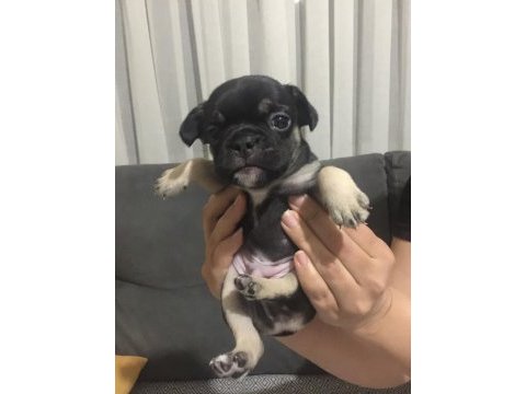 Blue merle black tan fawn french bulldog yavrular