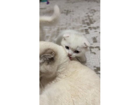 53 günlük kar beyaz erkek scottish fold