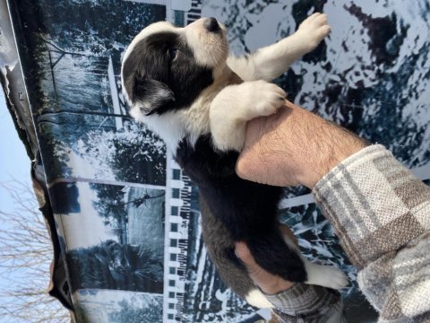 Zeka küpü safkan border collie yavrularım