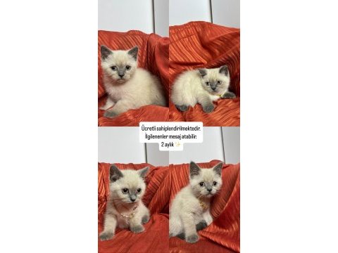 Blue point yavru 2 aylık british shorthair