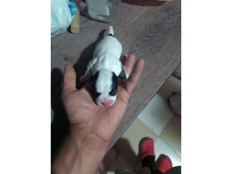 French bulldog yavrularımız