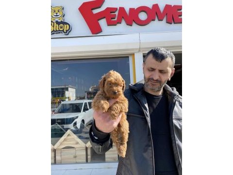 En güzel maltipoo yavrular renk renk ankara