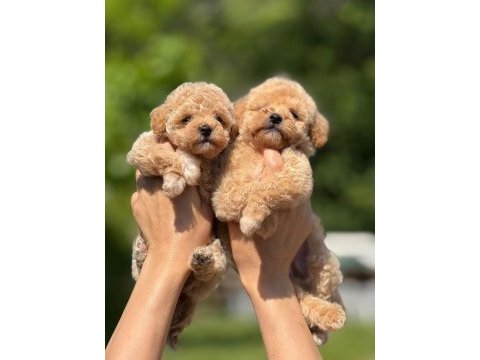 Evinize neşe getirecek teacup maltipoo yavrularımız