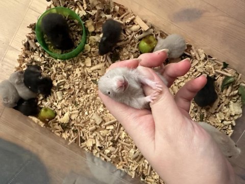 1 aylık suriye hamster yavruları