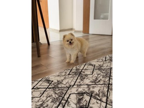 Ayı surat yetişkin pomeranian boo