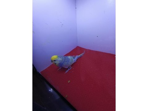 Rainbow muhabbet kuşları