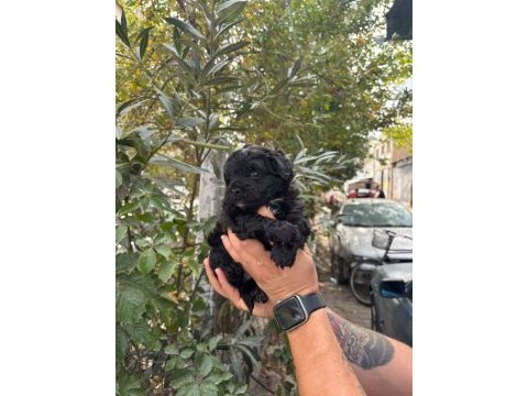Black küçük boy toy poodle yavrular