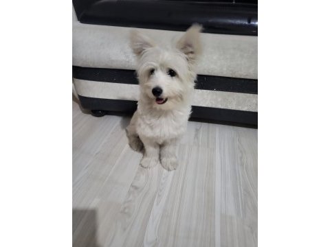 En güzel morkie