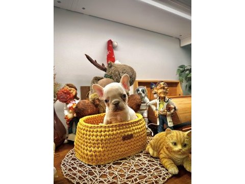 Full şecereli french bulldog yavrular