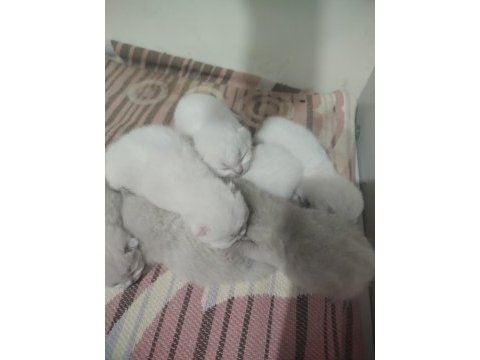 Scottish fold bulu point yavrular