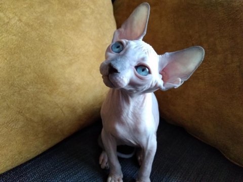 3 aylık erkek - sphynx kanada