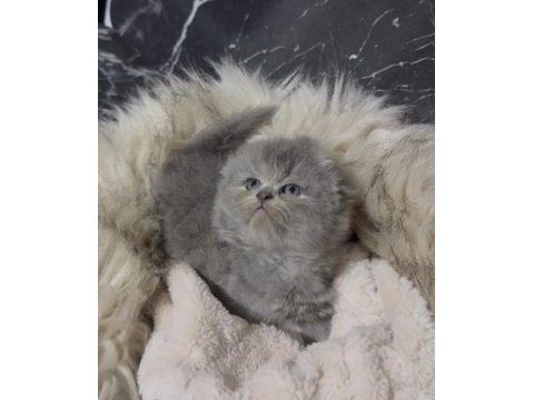 Scottish fold kedisi