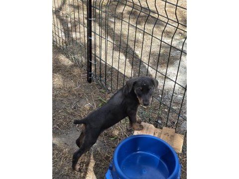 A kalite doberman yavrularımız