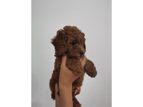 Red brown kore erkek ve dişi toy poodle yavrular