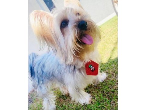 Uyguna wc eğitimli bakımlı köpeğimiz