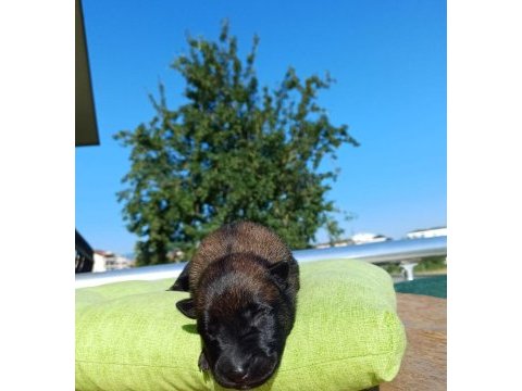 Rezerve açık üst düzey malinois yavrular