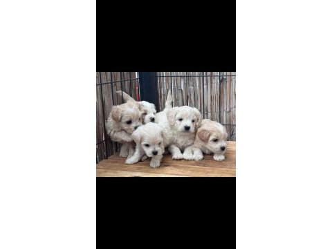 Irk ve sağlık garantili maltipoo bebekler
