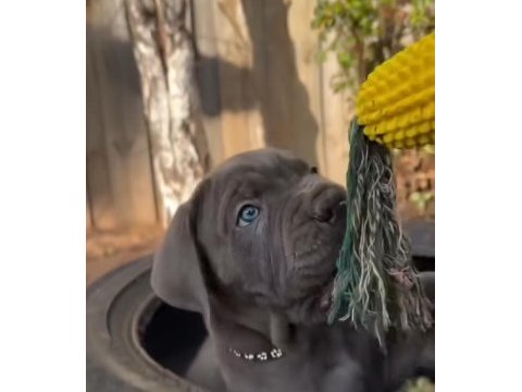 Atletik cane corso yavrular