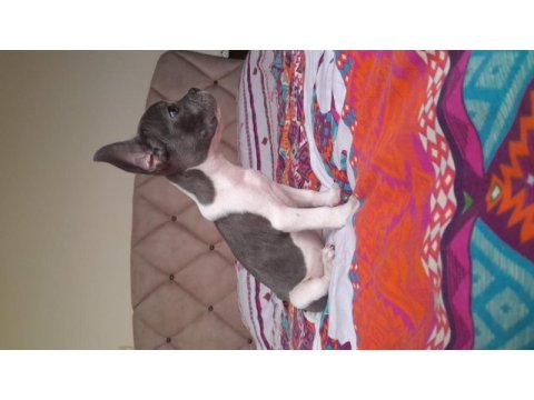 Hayatınıza sevgi katın french bulldog