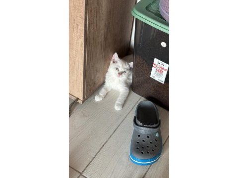 Muhteşem inci taneleri kedilerim yuvanıza uğur getirsin