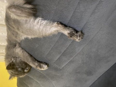 Oyun sever dost canlısı british shorthair için yuva arıyoruz