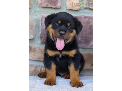 Rottweiler bebeklerimiz
