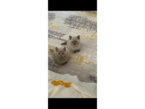 Scottish fold kedimiz bebeklerimiz yeni yuvalarını arıyor