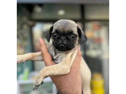 Hamburger surat pug mops yavrularımız