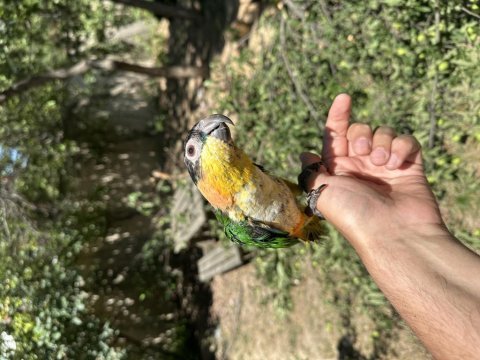 Evcil kayık (caique) papağanı ve kafesi