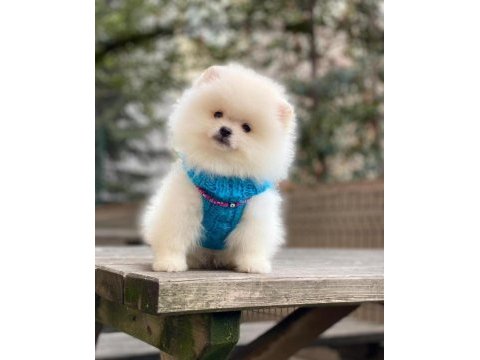 Pomeranian boo 2 aylık orjinal yavrularımız