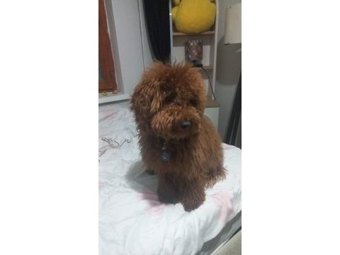9 aylık poodle tüm aşıları kontrolleri yapıldı