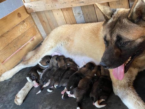 American akita